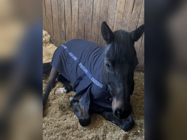 Schweizer Warmblut Wallach 12 Jahre 168 cm Dunkelbrauner in Frauenfeld