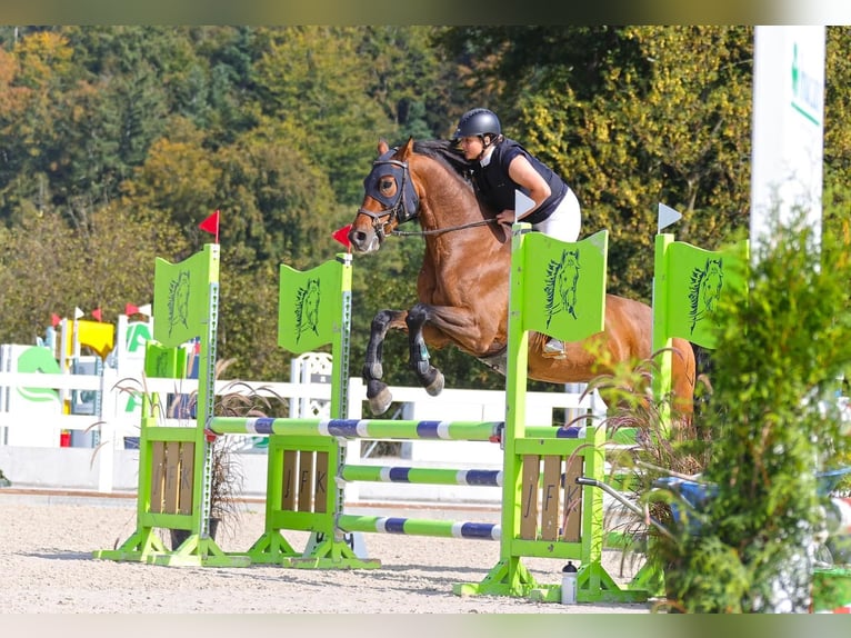 Schweizer Warmblut Wallach 12 Jahre 172 cm Brauner in Säriswil