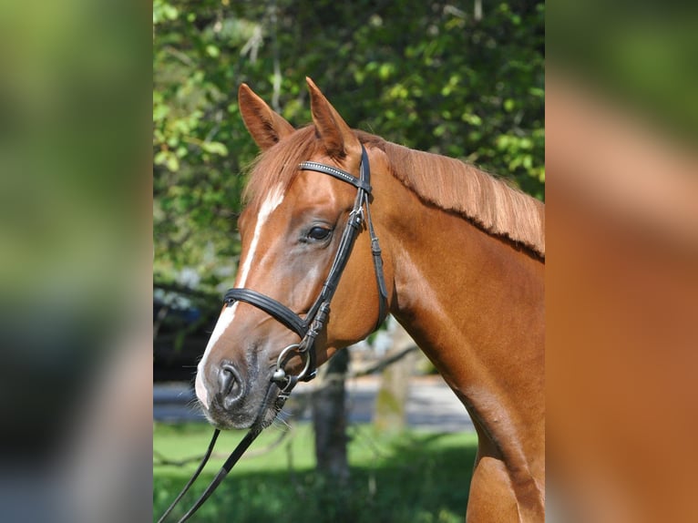 Schweizer Warmblut Wallach 12 Jahre Fuchs in Sax