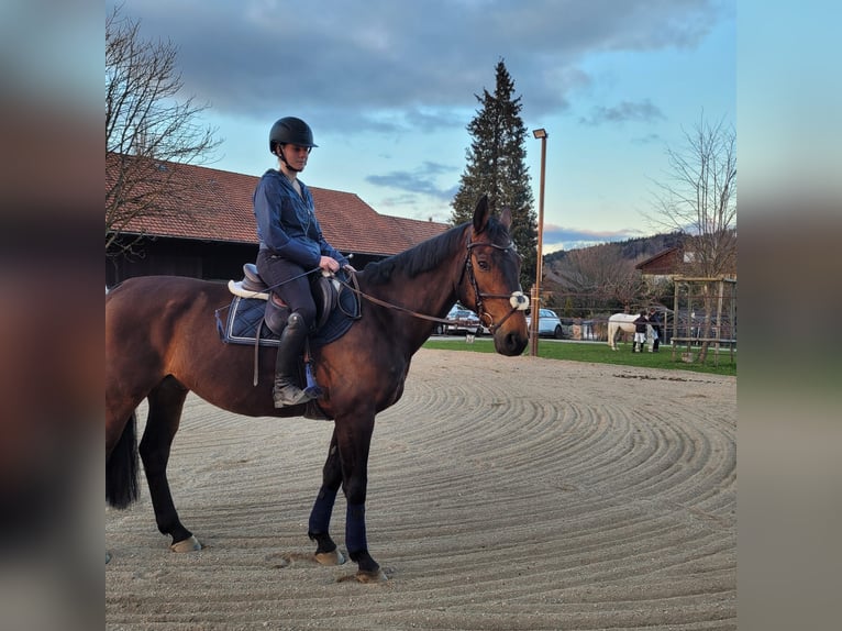 Schweizer Warmblut Wallach 13 Jahre 162 cm Brauner in Hittnau