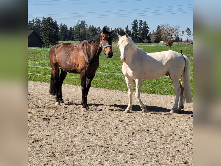 Schweizer Warmblut Wallach 13 Jahre 162 cm Brauner in Hittnau