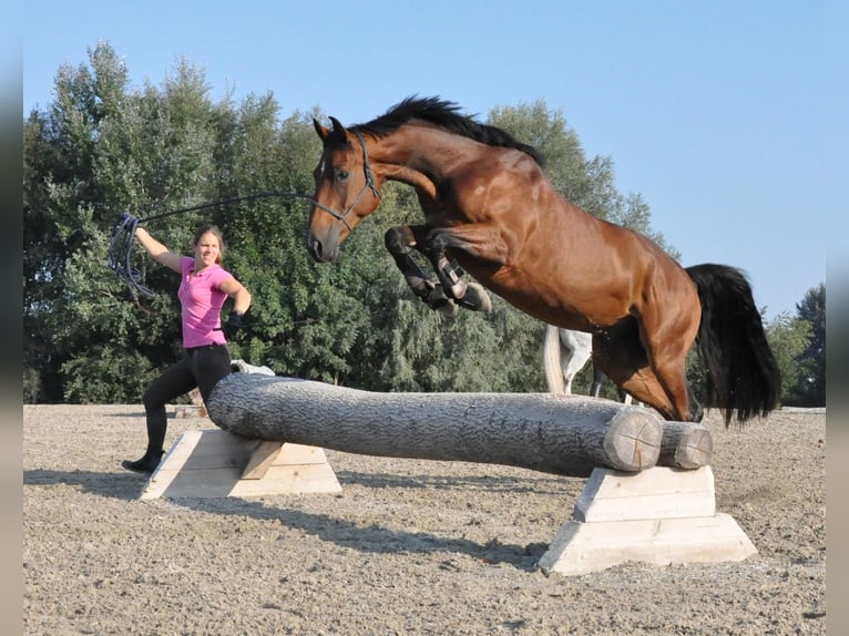 Schweizer Warmblut Wallach 13 Jahre 162 cm Brauner in M&#xFC;nsingen