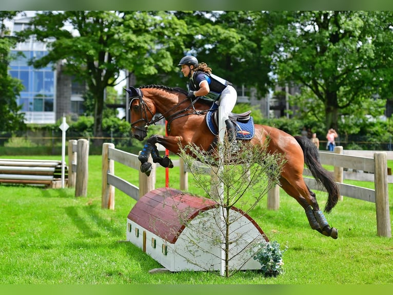 Schweizer Warmblut Wallach 13 Jahre 162 cm Brauner in M&#xFC;nsingen