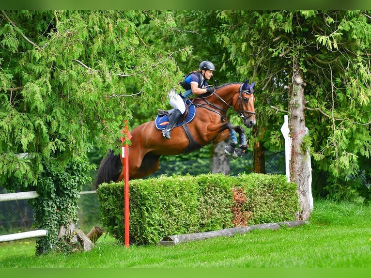 Schweizer Warmblut Wallach 13 Jahre 162 cm Brauner in M&#xFC;nsingen
