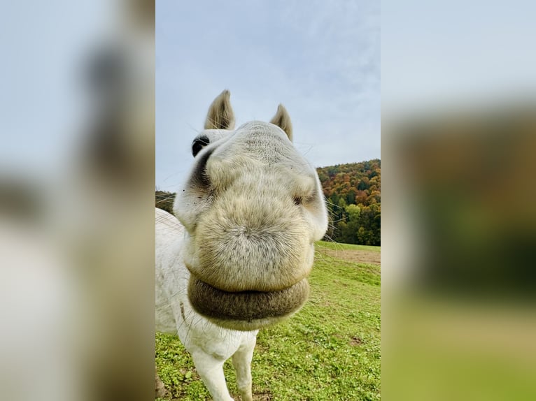 Schweizer Warmblut Wallach 13 Jahre 165 cm Schimmel in Waldshut-Tiengen