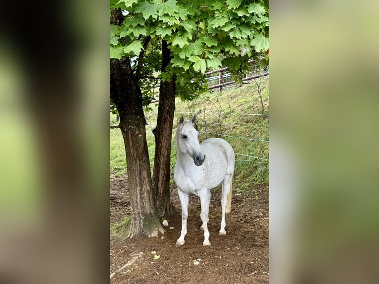 Schweizer Warmblut Wallach 13 Jahre 165 cm Schimmel in Waldshut-Tiengen