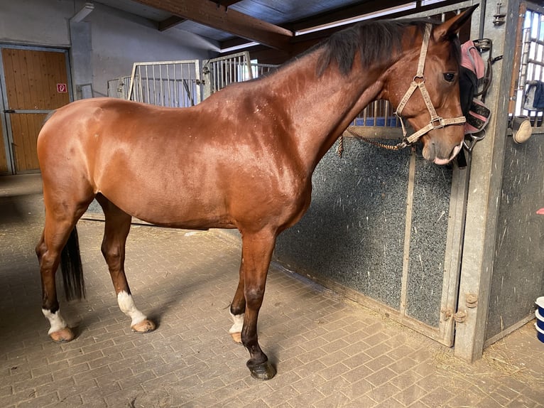Schweizer Warmblut Wallach 13 Jahre 168 cm Brauner in Jena