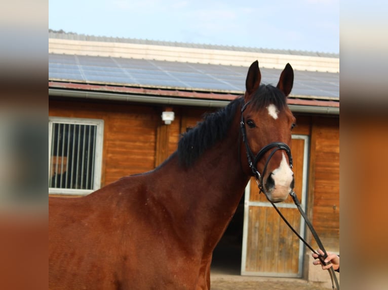 Schweizer Warmblut Wallach 13 Jahre 169 cm Brauner in Jena