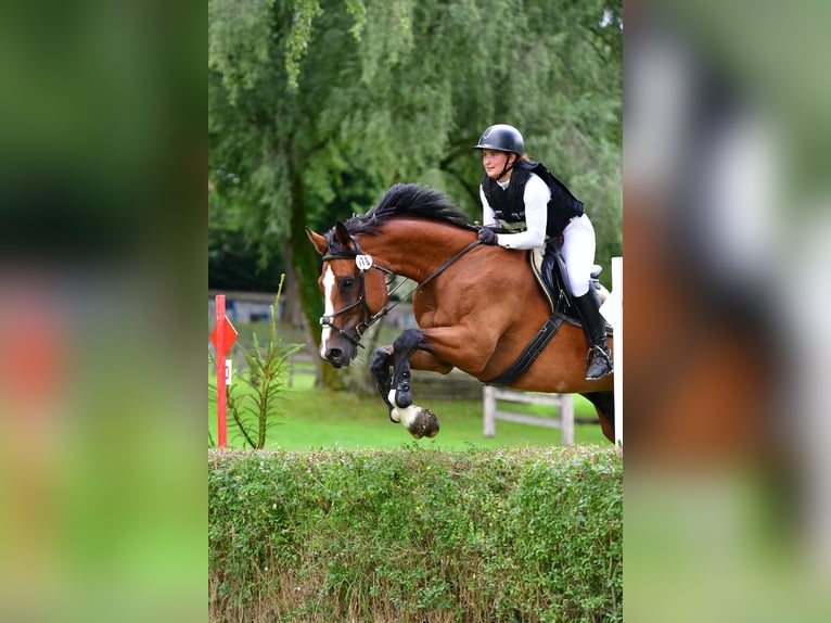 Schweizer Warmblut Wallach 13 Jahre 175 cm Brauner in Arisdorf