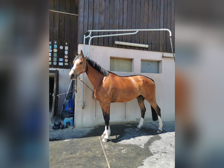 Schweizer Warmblut Wallach 13 Jahre 175 cm Brauner in Arisdorf