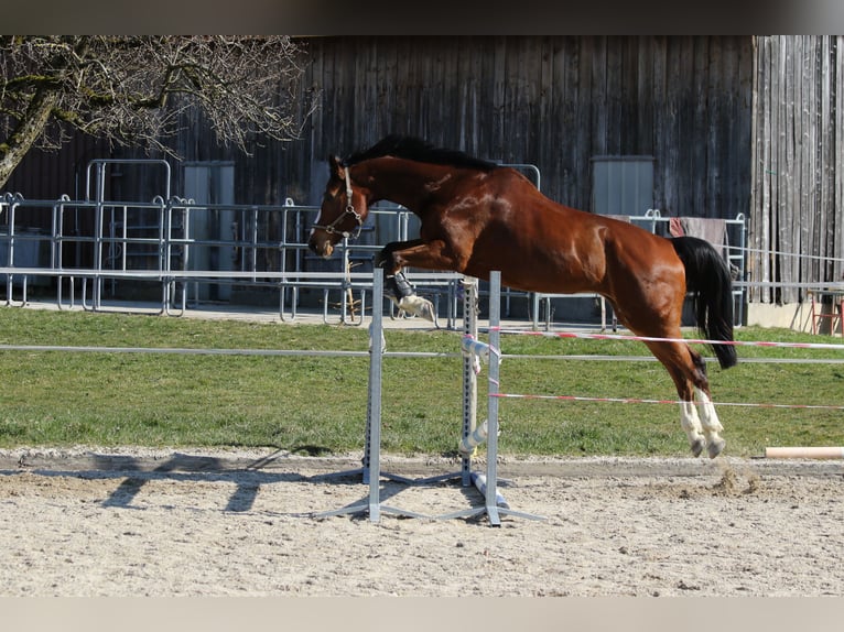 Schweizer Warmblut Wallach 13 Jahre 175 cm Brauner in Arisdorf