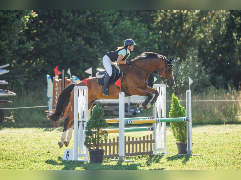 Schweizer Warmblut Wallach 13 Jahre 175 cm Brauner in Arisdorf