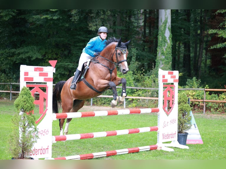 Schweizer Warmblut Wallach 13 Jahre 175 cm Brauner in Arisdorf