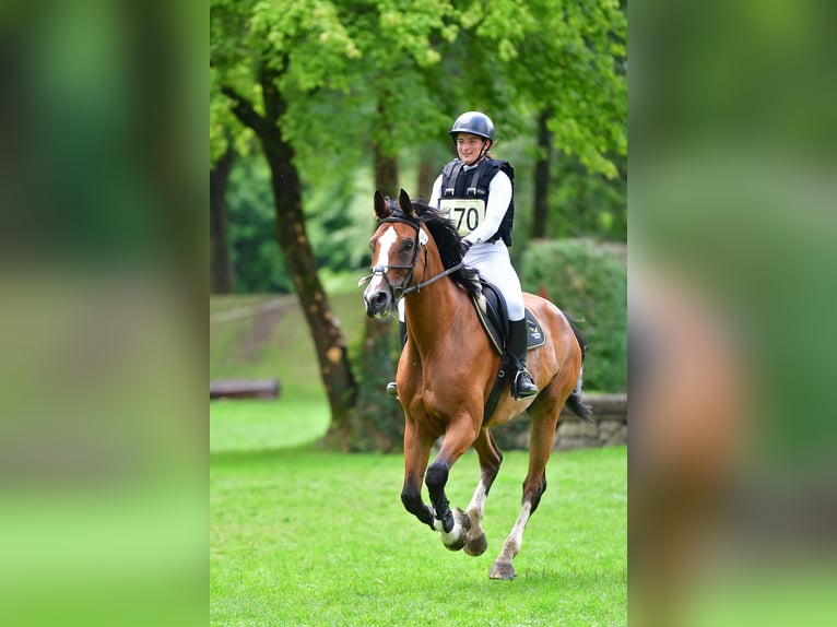 Schweizer Warmblut Wallach 13 Jahre 175 cm Brauner in Arisdorf
