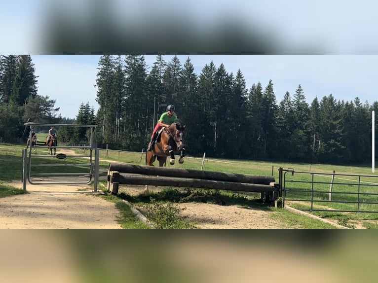 Schweizer Warmblut Wallach 13 Jahre 175 cm Brauner in Arisdorf