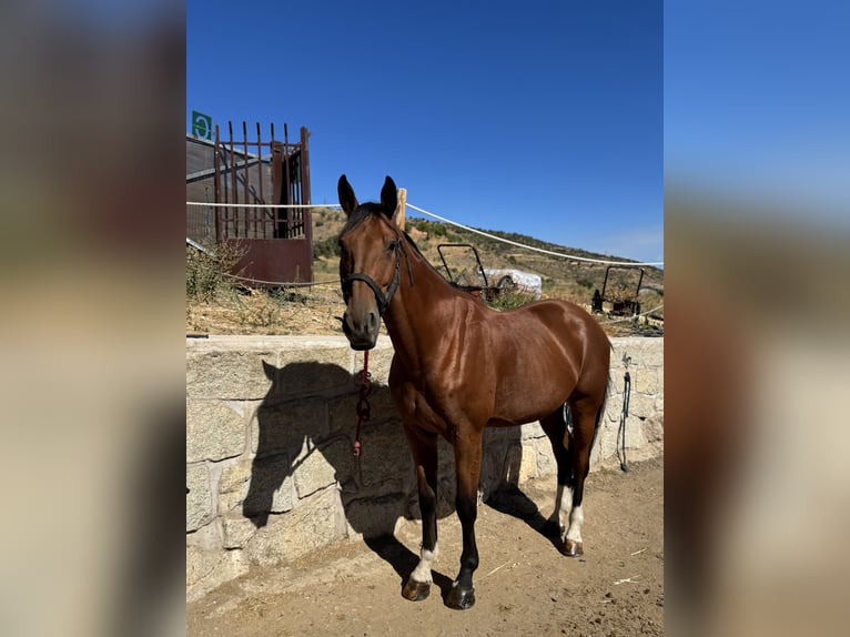 Schweizer Warmblut Wallach 14 Jahre 170 cm Brauner in Cabanillas De La Sierra