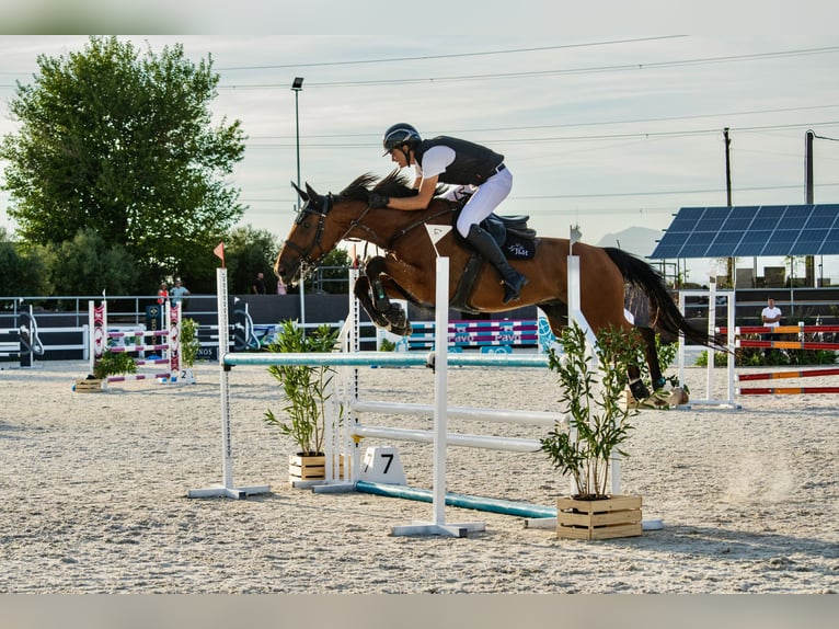 Schweizer Warmblut Wallach 14 Jahre 170 cm Brauner in Cabanillas De La Sierra