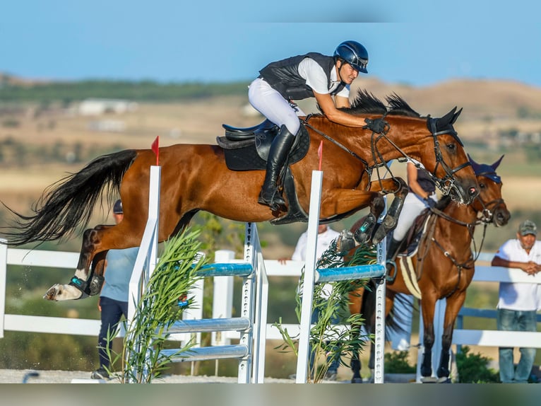Schweizer Warmblut Wallach 14 Jahre 170 cm Brauner in Cabanillas De La Sierra