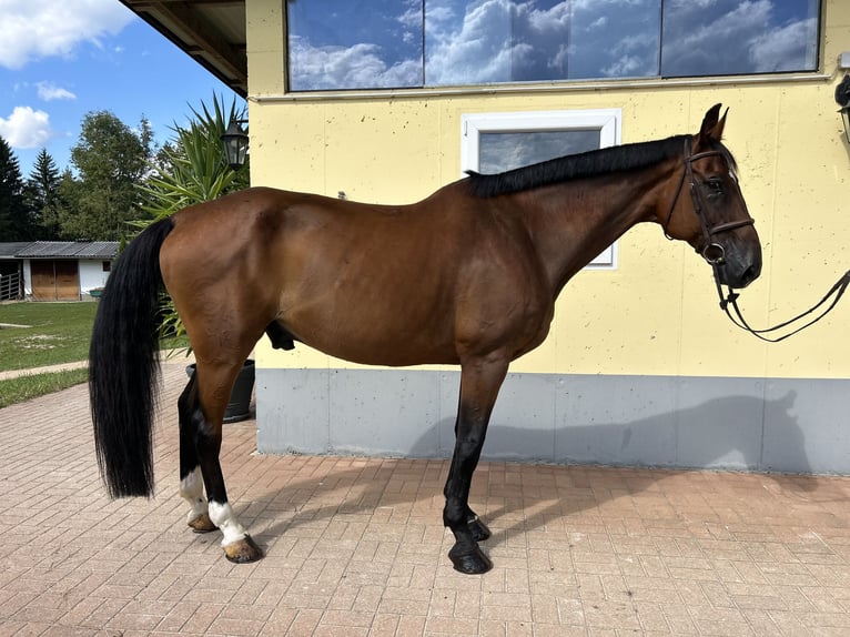 Schweizer Warmblut Wallach 14 Jahre 171 cm Brauner in Kühnsdorf