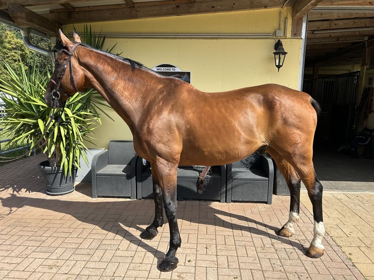 Schweizer Warmblut Wallach 14 Jahre 171 cm Brauner in Kühnsdorf