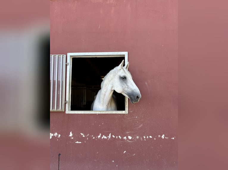 Schweizer Warmblut Wallach 14 Jahre 177 cm Blauschimmel in Dompierre FR