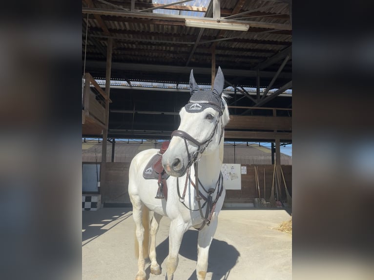 Schweizer Warmblut Wallach 14 Jahre 177 cm Blauschimmel in Dompierre FR
