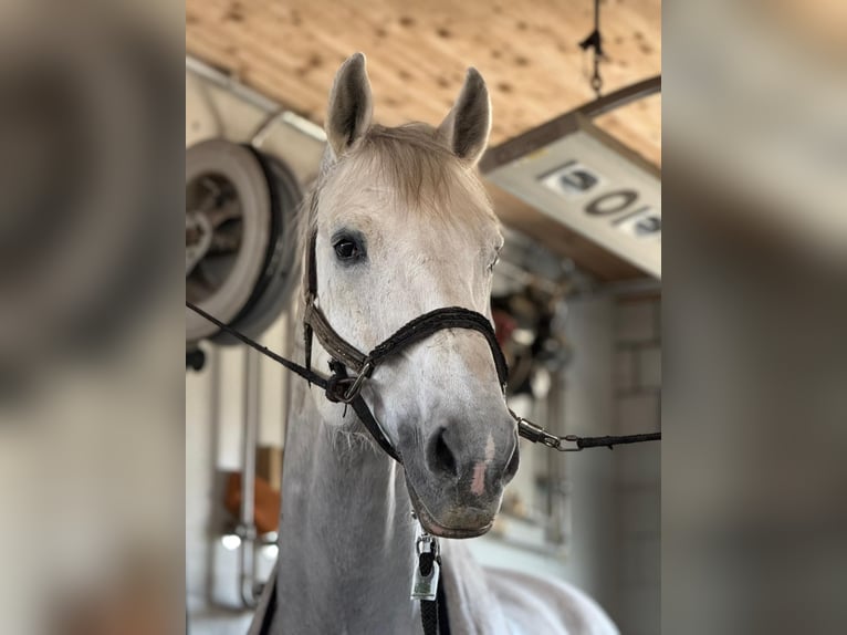 Schweizer Warmblut Wallach 14 Jahre 177 cm Blauschimmel in Dompierre FR