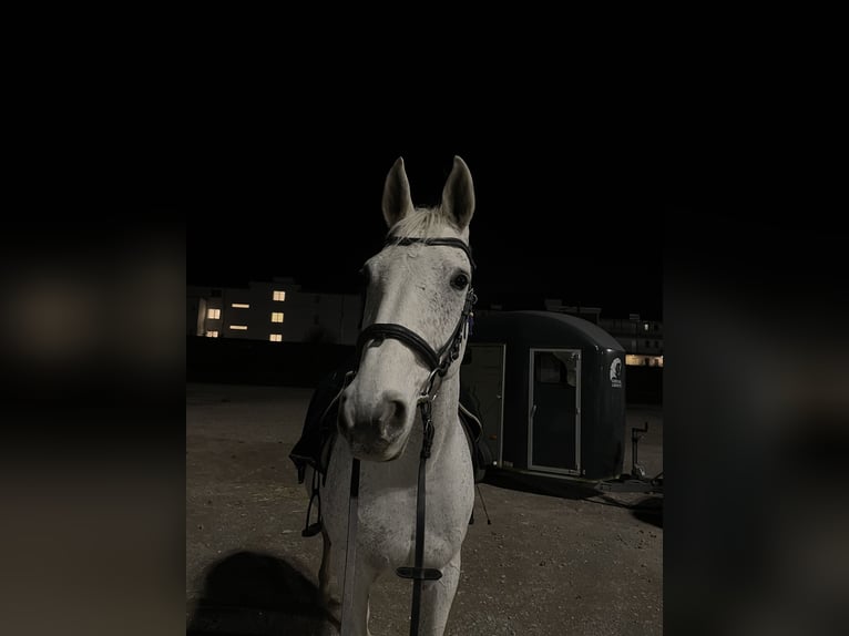 Schweizer Warmblut Wallach 15 Jahre 160 cm Schimmel in Bachenbülach