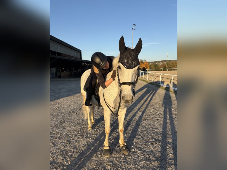 Schweizer Warmblut Wallach 15 Jahre 160 cm Schimmel in Bachenbülach