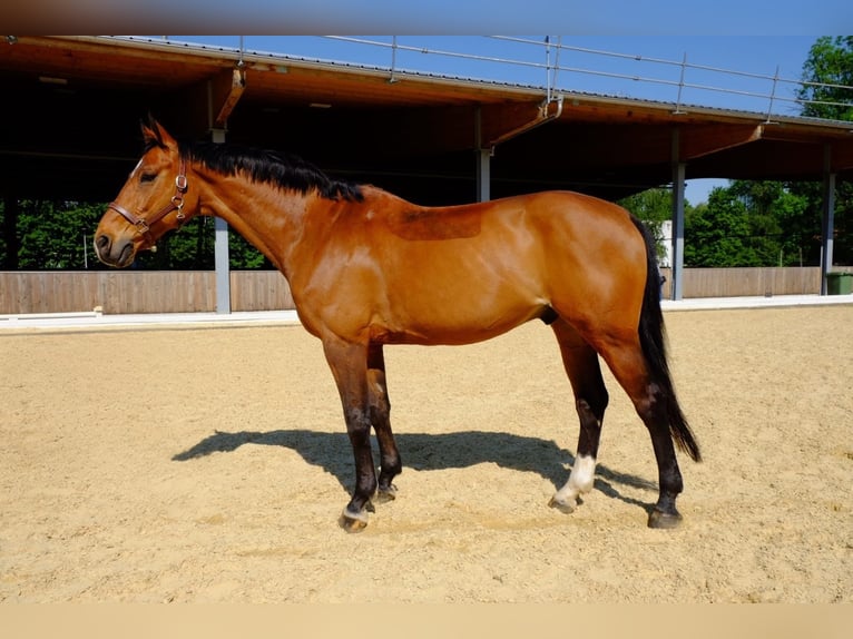 Schweizer Warmblut Wallach 15 Jahre 165 cm Brauner in Dietikon