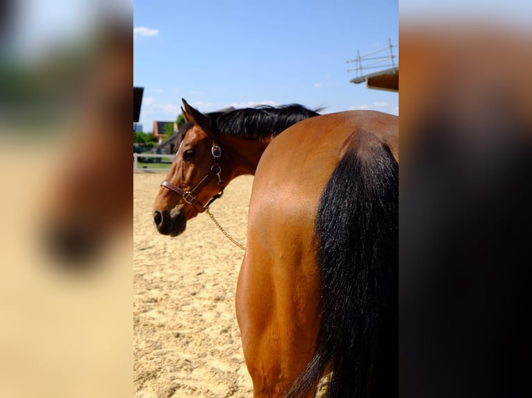 Schweizer Warmblut Wallach 15 Jahre 165 cm Brauner in Dietikon