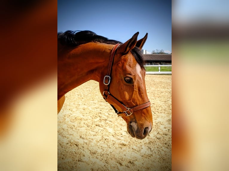 Schweizer Warmblut Wallach 15 Jahre 165 cm Brauner in Dietikon