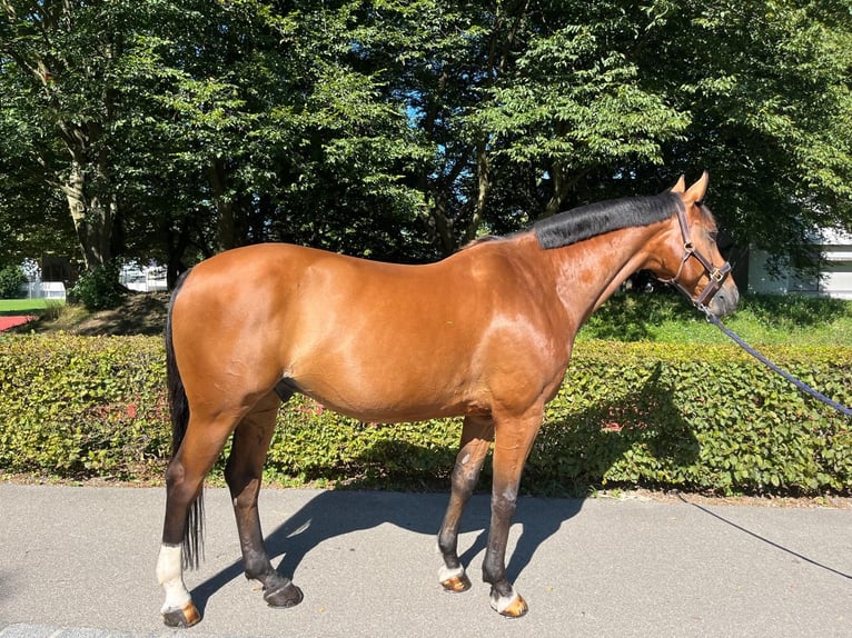 Schweizer Warmblut Wallach 15 Jahre 165 cm Brauner in Dietikon