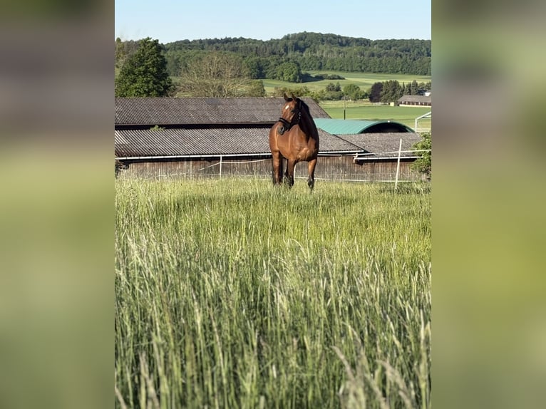 Schweizer Warmblut Wallach 17 Jahre 163 cm Brauner in Freiensteinau