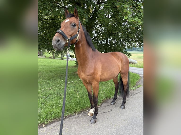 Schweizer Warmblut Wallach 17 Jahre 163 cm Brauner in Freiensteinau