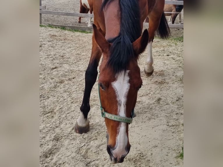 Schweizer Warmblut Wallach 17 Jahre 170 cm Brauner in Niederhasli