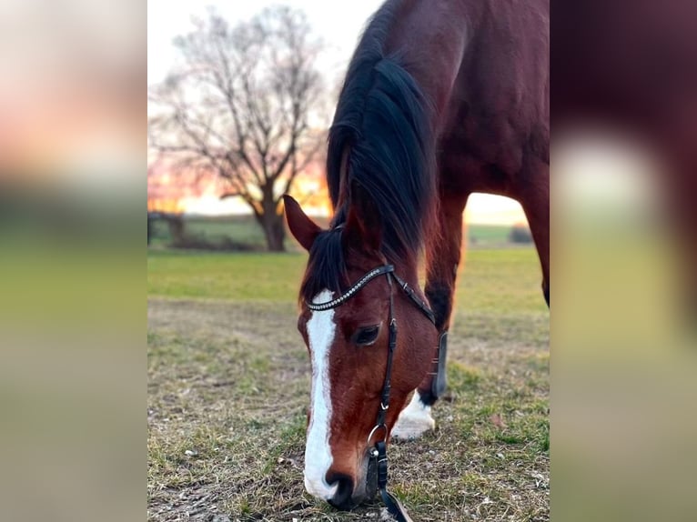 Schweizer Warmblut Wallach 17 Jahre 170 cm Brauner in Niederhasli