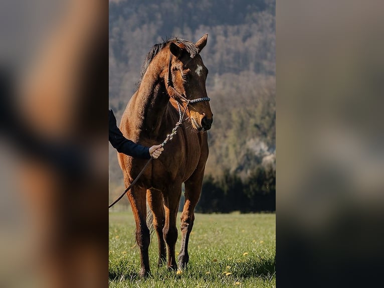 Schweizer Warmblut Wallach 18 Jahre 165 cm Brauner in Oberriet SG