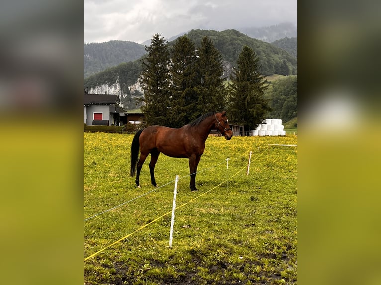 Schweizer Warmblut Wallach 18 Jahre 165 cm Brauner in Oberriet SG