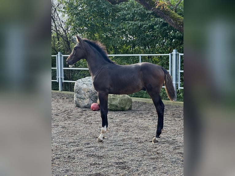 Schweizer Warmblut Wallach 1 Jahr Dunkelfuchs in Illhart