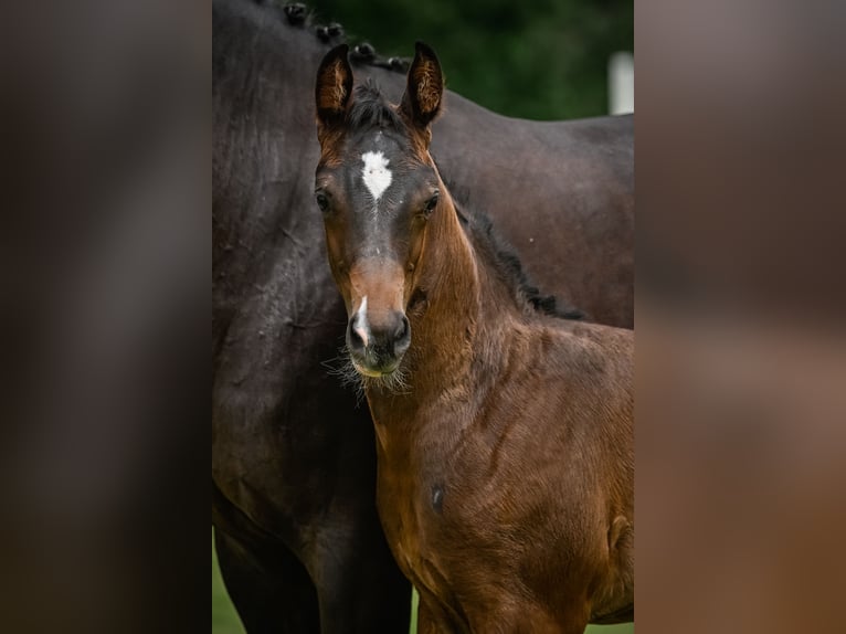 Schweizer Warmblut Wallach 1 Jahr Dunkelfuchs in Illhart