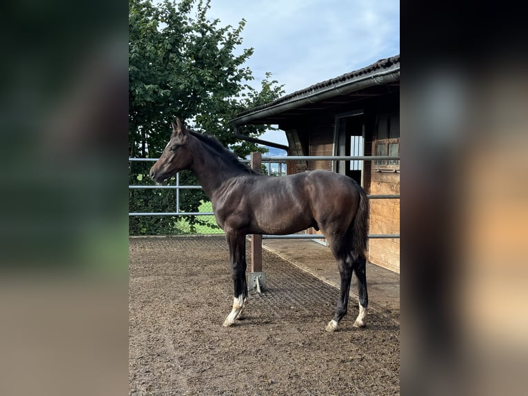 Schweizer Warmblut Wallach 1 Jahr Dunkelfuchs in Illhart