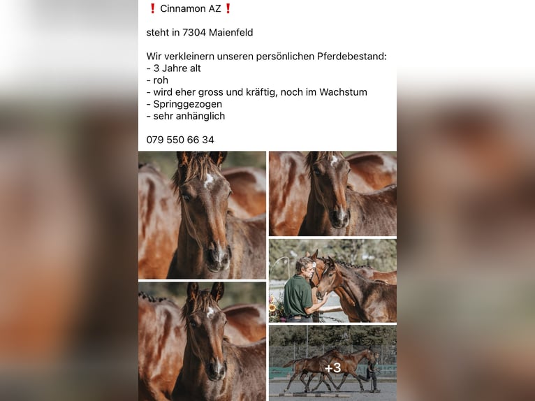 Schweizer Warmblut Wallach 2 Jahre 162 cm Dunkelbrauner in Maienfeld