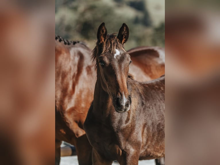 Schweizer Warmblut Wallach 2 Jahre 162 cm Dunkelbrauner in Maienfeld