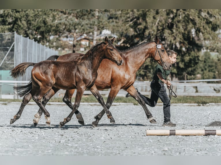 Schweizer Warmblut Wallach 2 Jahre 162 cm Dunkelbrauner in Maienfeld