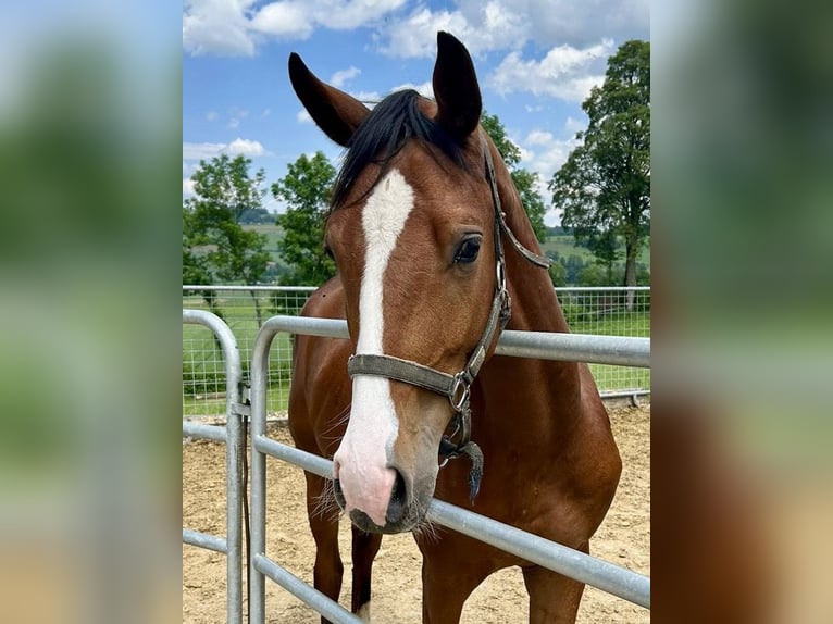 Schweizer Warmblut Wallach 2 Jahre Brauner in Sigigen