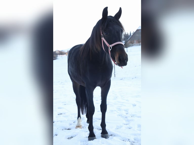 Schweizer Warmblut Wallach 3 Jahre 160 cm Schwarzbrauner in Schwarzenbach