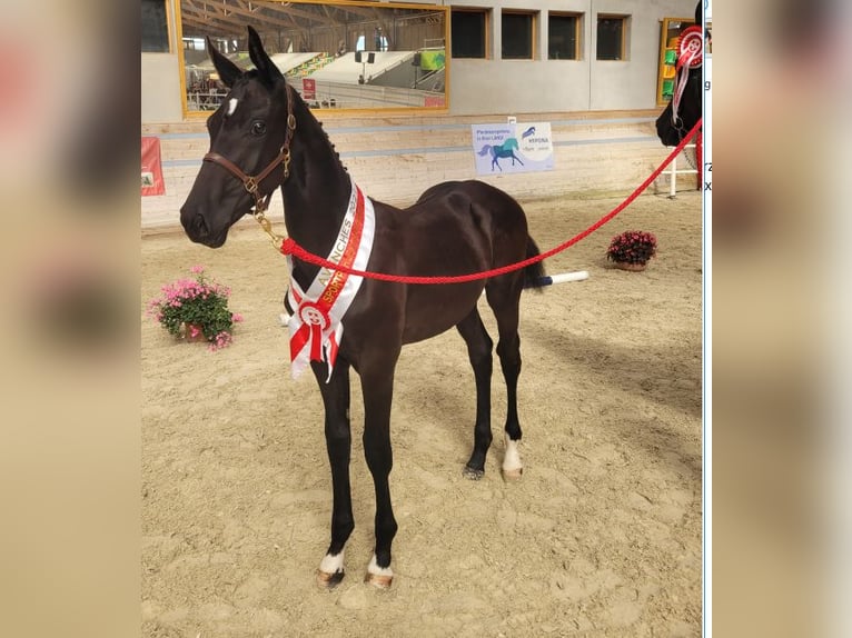 Schweizer Warmblut Wallach 3 Jahre 168 cm Dunkelbrauner in Ossingen
