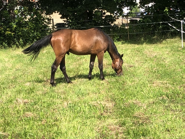 Schweizer Warmblut Wallach 3 Jahre 170 cm Brauner in Sch&#xF6;nenwerd