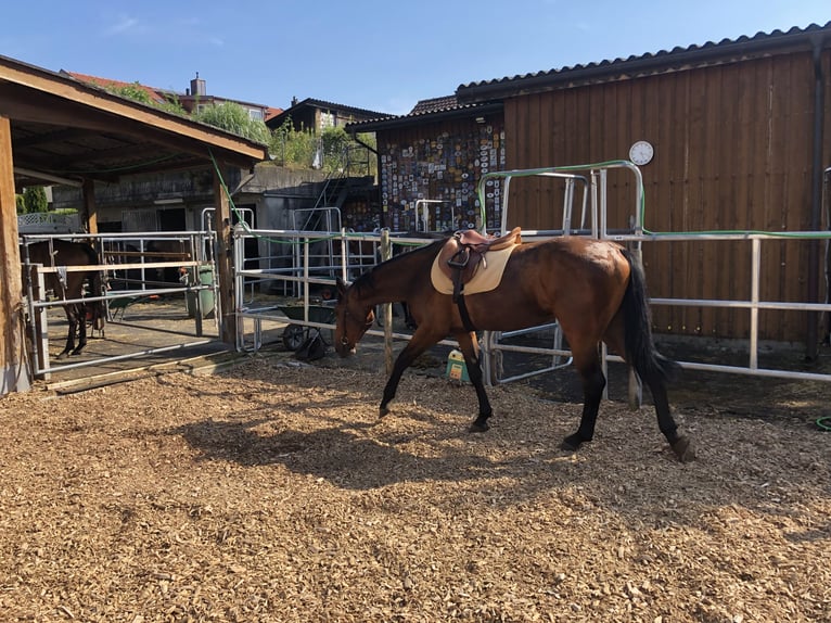 Schweizer Warmblut Wallach 3 Jahre 170 cm Brauner in Sch&#xF6;nenwerd